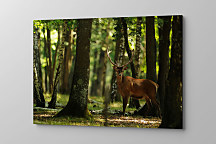Obraz Jeleň v lese zs1153
